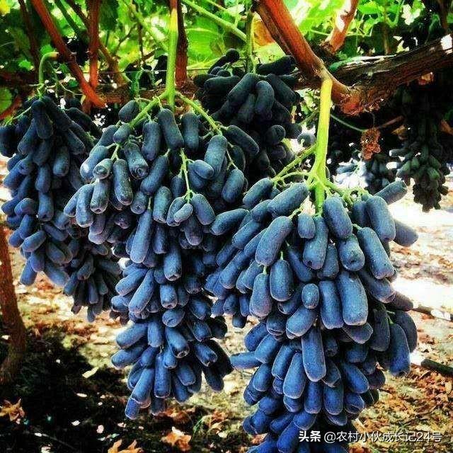 蓝宝石葡萄种植方法:有没有懂蓝宝石和阳光玫瑰这两种葡萄种植的朋友？有何分享？