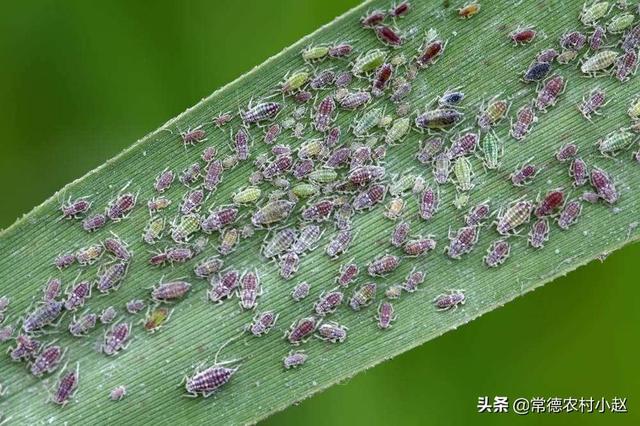 蚜虫怎么防治:用什么农药防治蚜虫效果比较好？