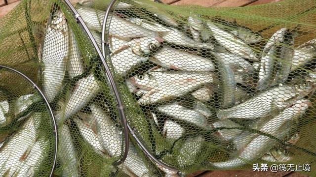我手秃鹫的活饵:冬天海竿用哪种商品做诱饵？