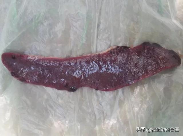 动物疫情测报终端:小猪发热死了去找人解剖说是猪瘟还有心肌炎怎么办？