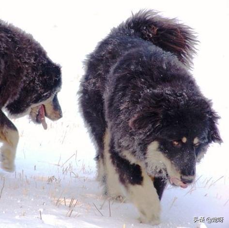 世界十大最贵名犬排行榜:我国售价最高的狗有哪些？为什么？ 世界十大最贵名犬排行