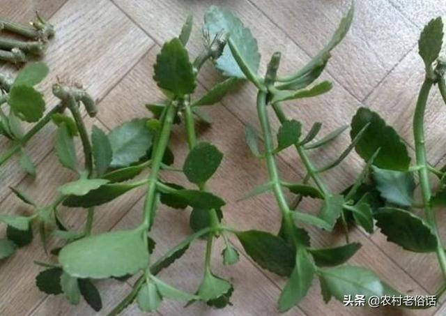 长寿花的繁殖方法:怎样养长寿花 扦插后的长寿花怎么浇水？