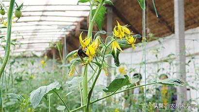 法国贵妇犬蛾 采集:大棚种植技术花粉靠什么传播？ 贵妇犬介绍