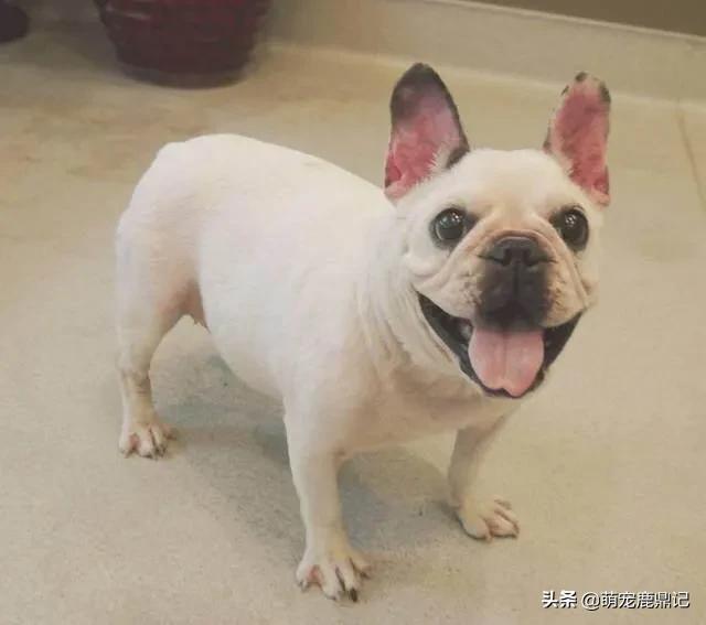 威尔士梗凶吗:狗狗年纪大了，就会经常凶自己的主人吗？为什么？