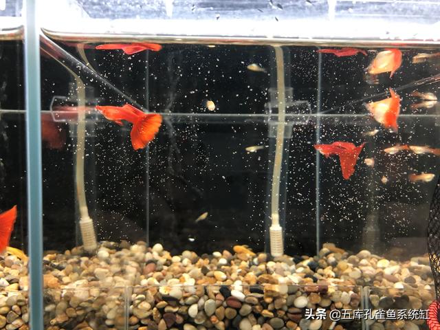 小型观赏鱼图片与名字:想养小型鱼有哪些推荐的？
