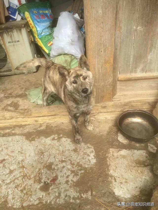 怎么分辨莱卡犬:纯种阿拉斯加犬辨别方法？