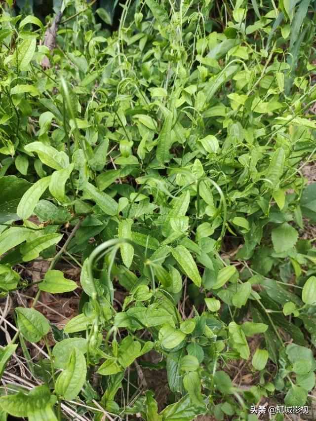 牛尾菜蒴是一种很好的野生中草药嫩茎可食种植前景如何