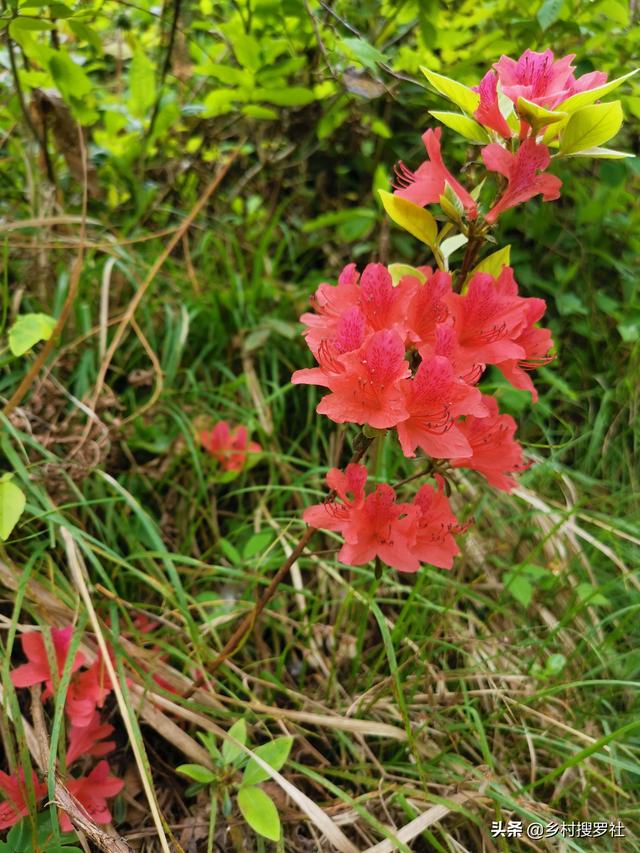 头条问答 野生映山红是怎样自然繁殖的 60个回答