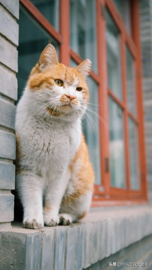大学校园出现一只监考猫:校园内是否可以养“宠物”？你怎么看？