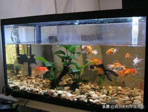 头条问答 鱼缸容易爆藻怎么办 68个回答