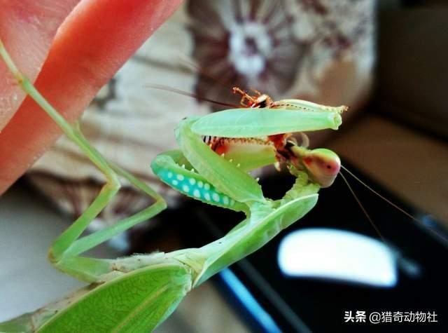 蟑螂的天敌,除了蟾蜍和青蛙,寄生蜂,蜘蛛之外,蝎子,蚂蚁,寄生性胡蜂