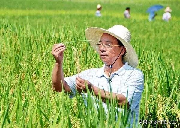 有人说80%的人吃的都是谢华安的“汕优63”，为何袁隆平才是水稻之父？