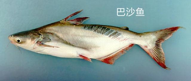 头条问答 - 巴沙鱼和巴浪鱼是一种鱼吗?(4个回答)