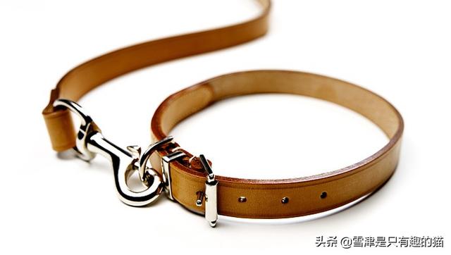 中大型犬类:拉布拉多是大型犬还是中型犬？有多大？好不好养？
