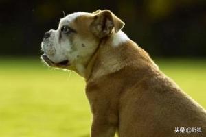 狗狗鼻子干怎么回事:泰迪犬鼻子干是怎么回事？