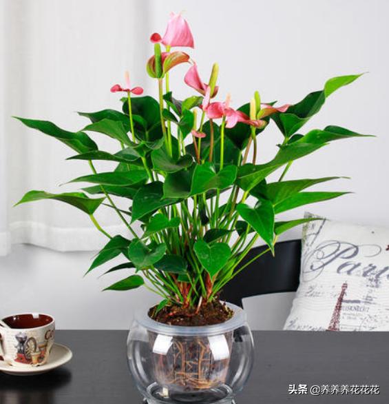 水生植物怎么养-家里养什么水培植物好