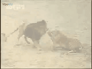 古鬣犬:10只鬣狗能搞定东北虎吗？非洲二哥鬣狗在什么情况下能碾压老虎