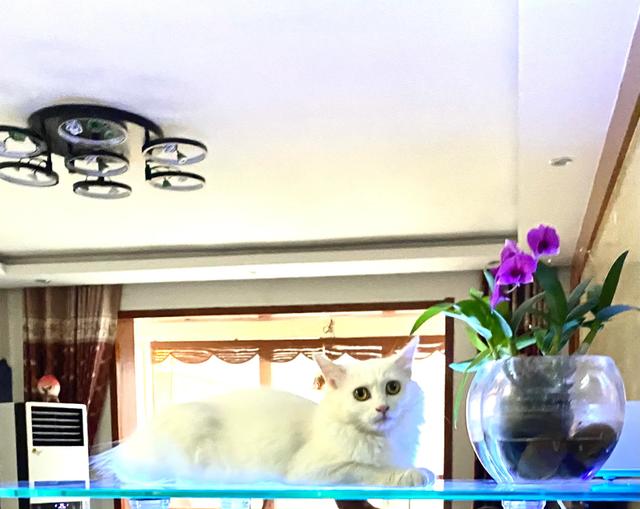 短尾猫能不能养:短毛猫要怎么养？因为我是第一次养猫，所以不是很清楚？