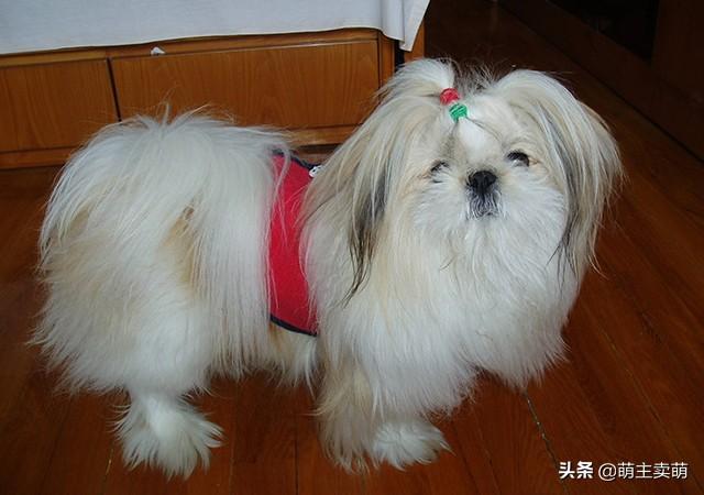 巴哥犬好养吗文章阅读:大家觉得哈巴狗可爱吗？好养吗？