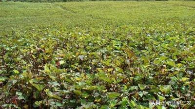 壮阳野菜，哪些野菜可以人工种植种植的野菜每亩效益如何