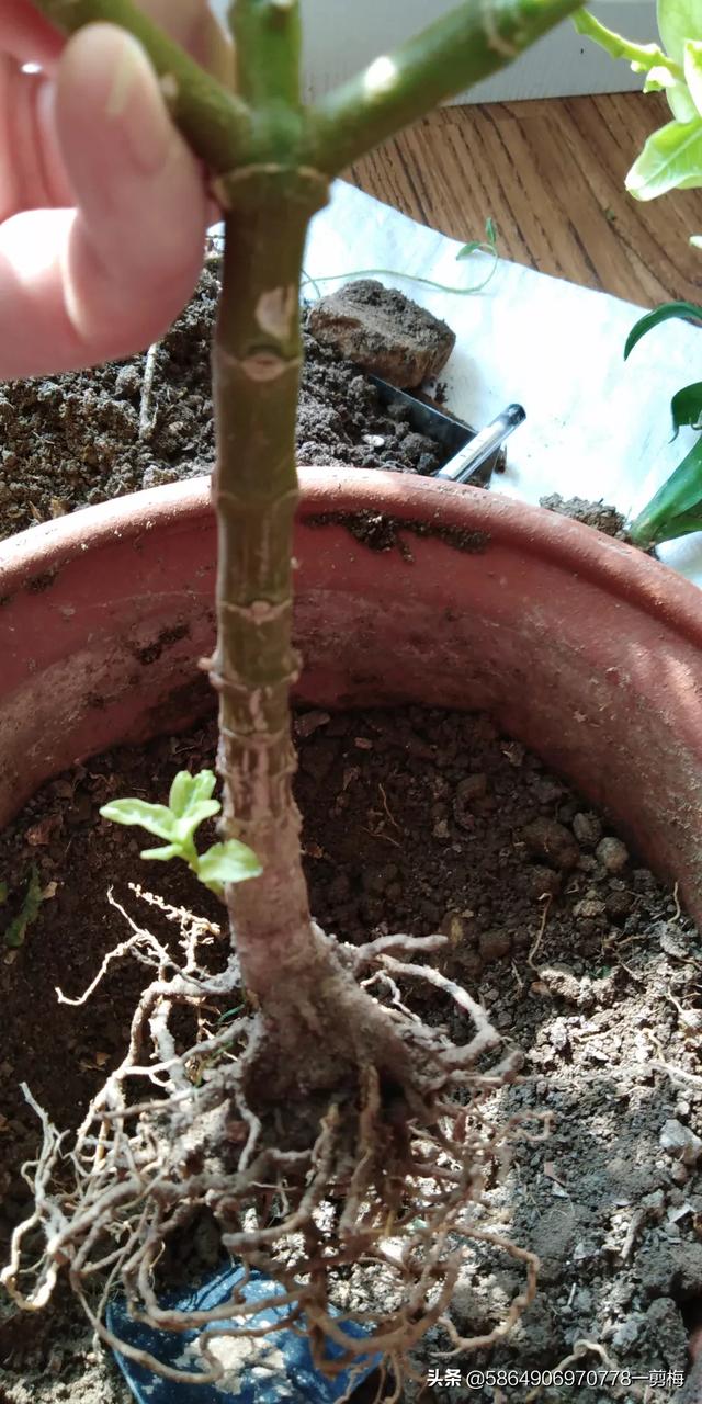 长春花怎么修剪(长春花怎么修剪和过冬)