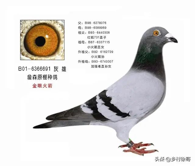 信鸽疫苗什么时候打最好:公棚信鸽免疫接种有哪些较科学方法？