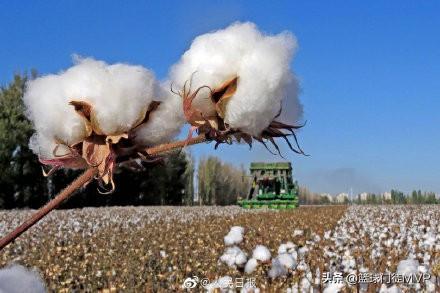 新疆棉花事件起因经过，西方国家为什么突然开始针对新疆棉花搞事情有什么阴谋