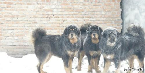 獒:巴西菲勒和巴西獒是一种犬吗？
