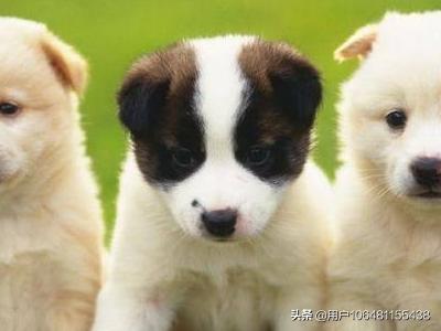 狗狗绝育手术:狗狗为什么要绝育？狗狗绝育的好处？