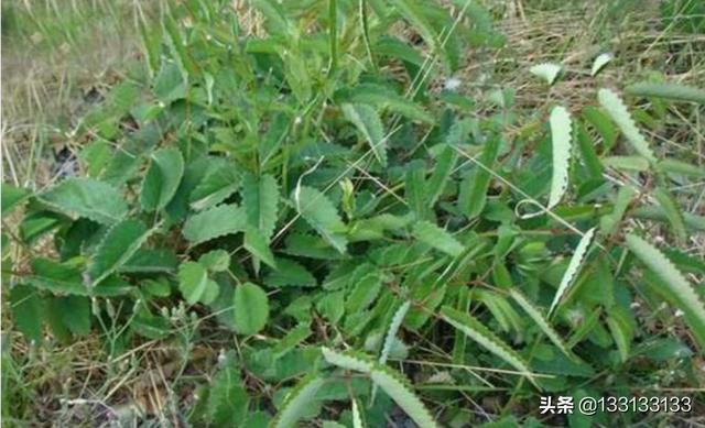 头条问答 - 东北山野菜黄瓜香怎么晒干?(3个回答)