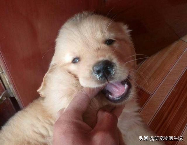 小巴哥犬感冒:巴哥犬生病时，有什么信号？
