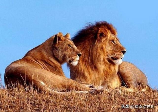 鬼獒王咬死狮子图片:狮子被老虎偷袭，结果会怎样？