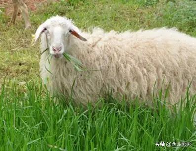 一般湖羊和杜泊羊哪个好？
