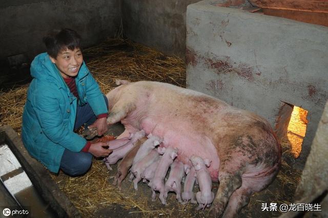 养猪一头赚上千块,养牛一头赚5000块,到底养哪种好？