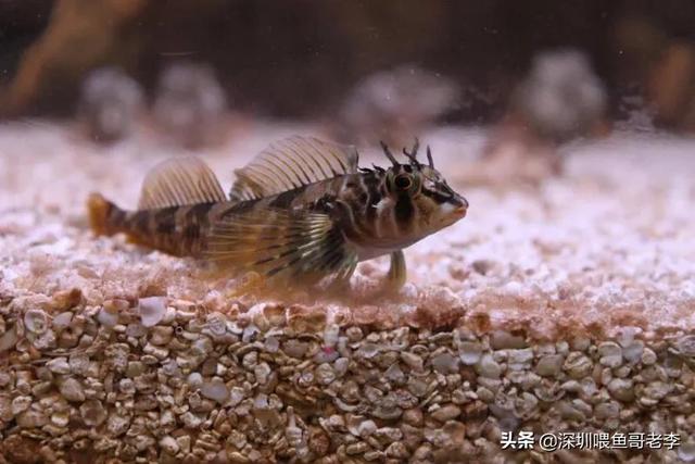 虾虎鱼只吃活食吗？为什么？