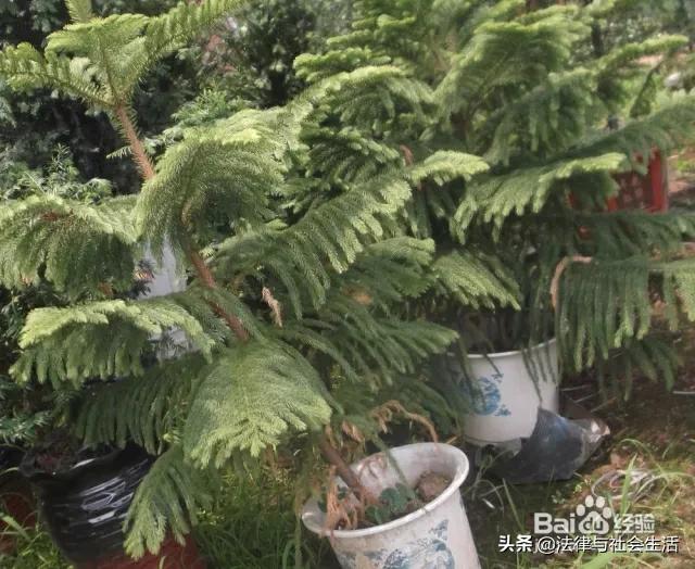 小叶南洋杉能抗低温吗:天津盆栽室外过冬好的品种有哪些？