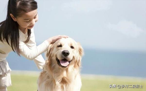 本人想养大型犬,什么品种的大型犬聪明不咬人还好养？