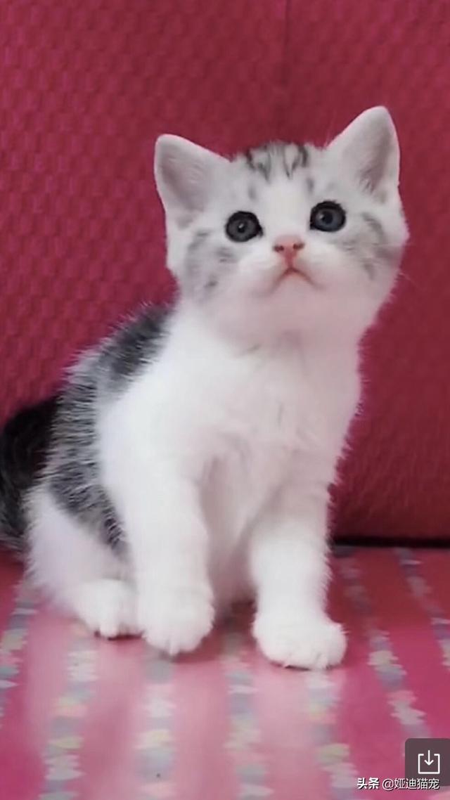 家猫品种哪种好看些:什么猫适合家养，要可爱，温顺不会抓家具的？