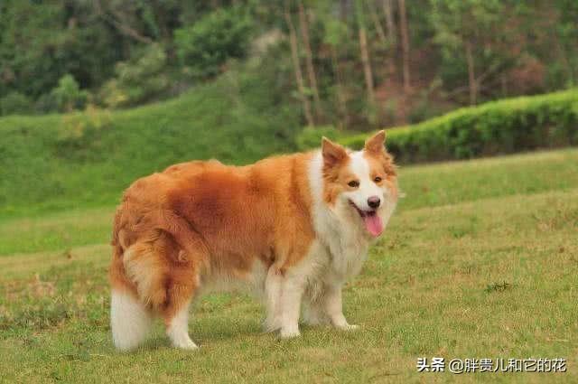 边境牧羊犬性格分析:什么颜色的边牧最好看？怎么养？