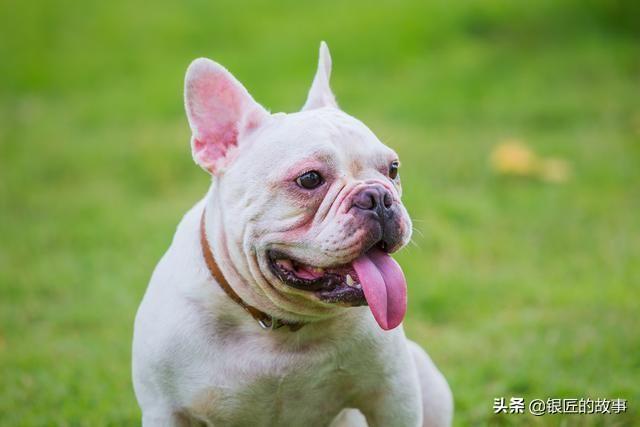沉默的斗牛犬贴吧:法国斗牛犬最讨厌什么样的主人，你知道吗？