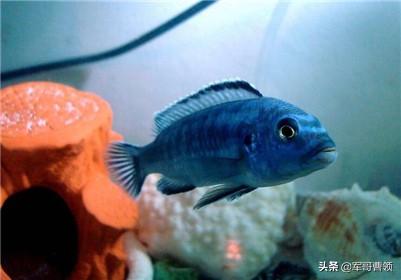 怎么看出鱼怀孕了吗,三湖慈鲷如何分辨是否怀孕？