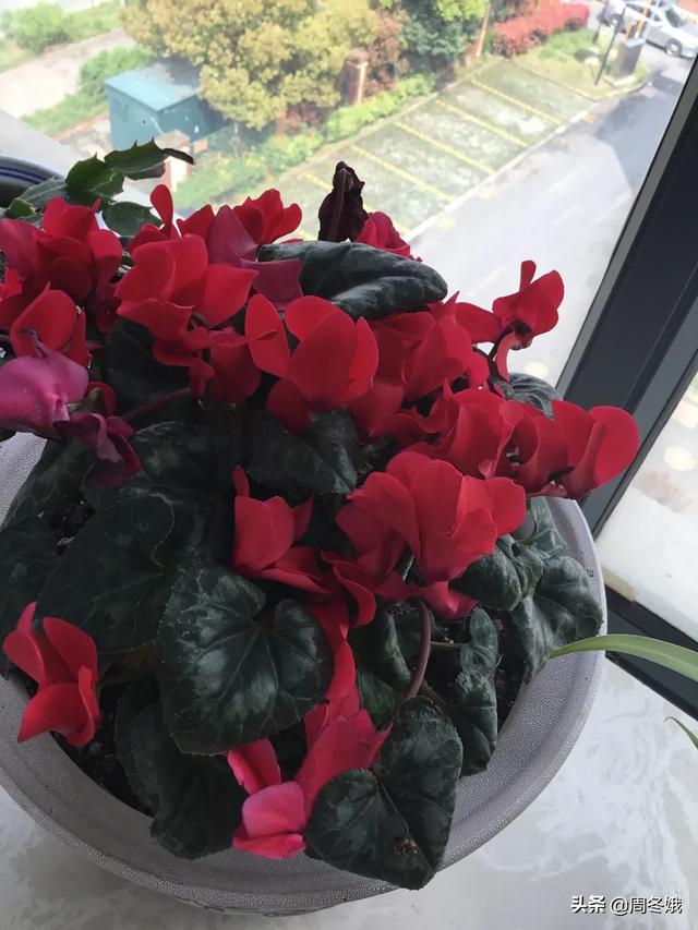 能否晒晒各地春天里盛开的花？
