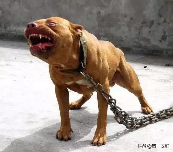 西安藏獒峰会:西安警方：三环外大型犬烈性犬一律圈养，不得出户, 你怎么看？
