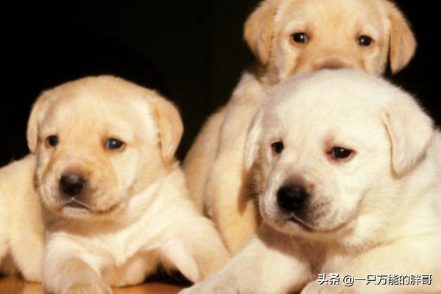 奥达猎犬怎么训练:二哈可以训练成为猎犬吗？为什么？
