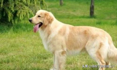 金毛犬的喂养:金毛犬饲养7大注意事项？