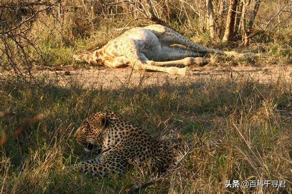 草原狒狒解说:食草动物之一的长颈鹿有没有天敌？