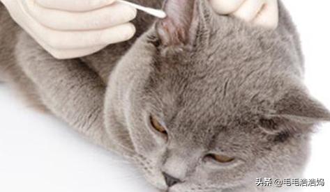 英短猫的耳螨是什么:曼基康矮脚猫容易得病吗？新手适合养英短还是曼基康呢？