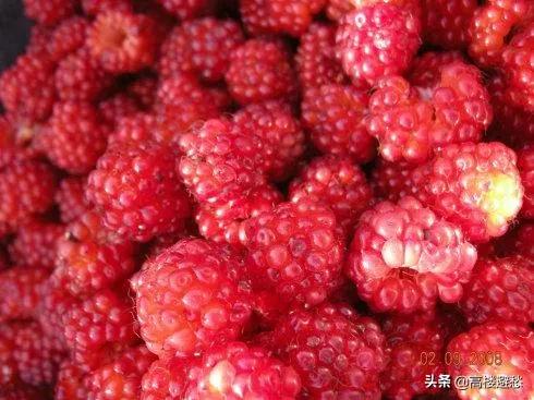小时候农村里常见的野果,你还记得哪些？