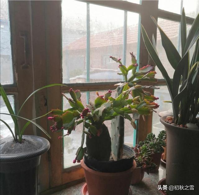 一叶兰能用淘米水浇吗:一叶兰浇没发酵的淘米水可以吗 仙人掌嫁接蟹爪兰能浇淘米水吗？