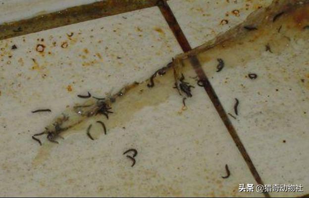 潮湿虫美少女:卫生间潮湿会有很多小飞虫，大家有什么妙招可以解决呢？